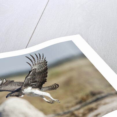 Martial Eagle, Nxai Pan National Park, Botswana by Anonymous