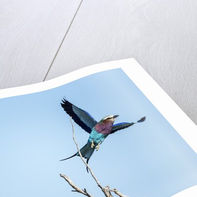Lilac Breasted Roller, Moremi Game Reserve, Botswana by Anonymous