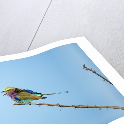 Lilac Breasted Roller, Chobe National Park, Botswana by Anonymous