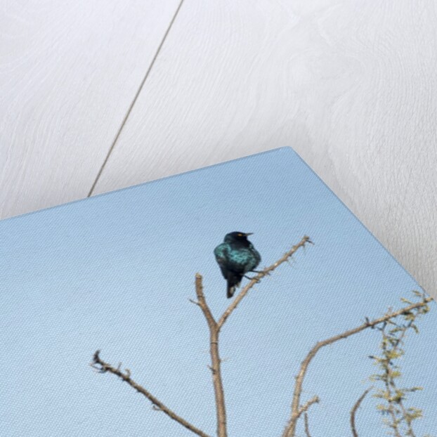 Lilac Breasted Roller and Burchellâ€™s Starling, Botswana by Anonymous