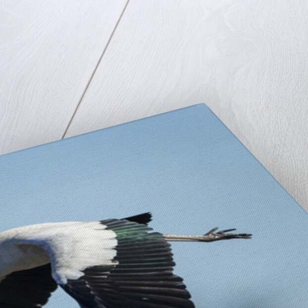 Yellow Billed Stork, Moremi Game Reserve, Botswana by Anonymous