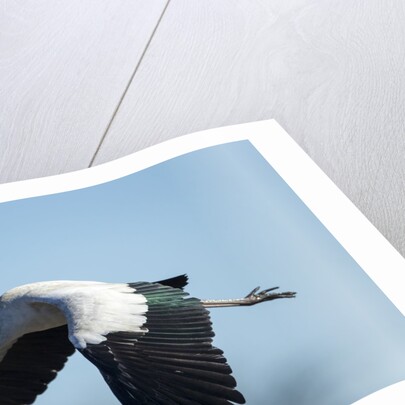 Yellow Billed Stork, Moremi Game Reserve, Botswana by Anonymous
