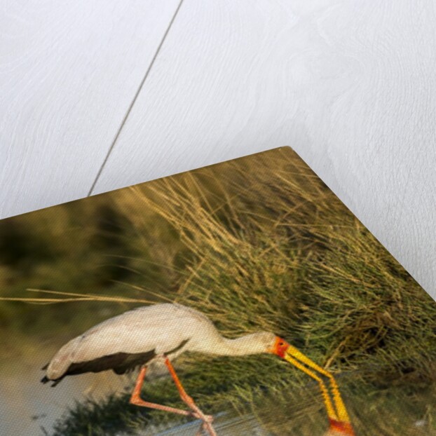 Yellow Billed Stork, Moremi Game Reserve, Botswana by Anonymous