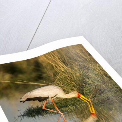 Yellow Billed Stork, Moremi Game Reserve, Botswana by Anonymous
