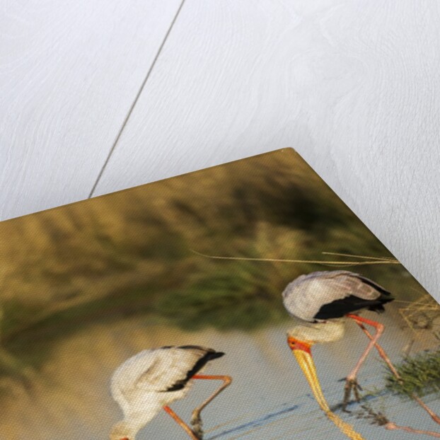 Yellow Billed Storks, Moremi Game Reserve, Botswana by Anonymous