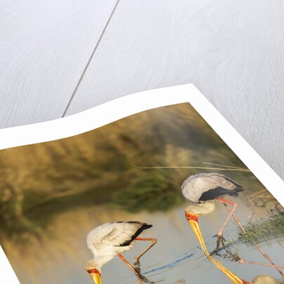 Yellow Billed Storks, Moremi Game Reserve, Botswana by Anonymous