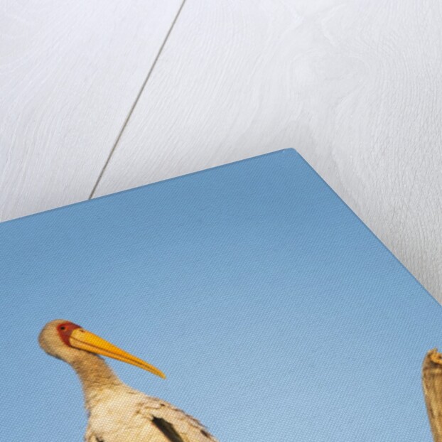 Yellow Billed Stork, Moremi Game Reserve, Botswana by Anonymous