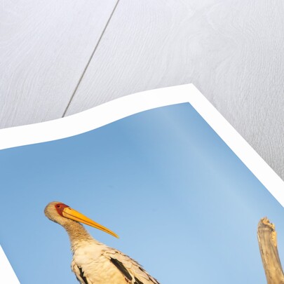 Yellow Billed Stork, Moremi Game Reserve, Botswana by Anonymous