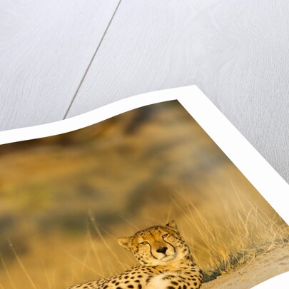 Cheetah, Moremi Game Reserve, Botswana by Anonymous