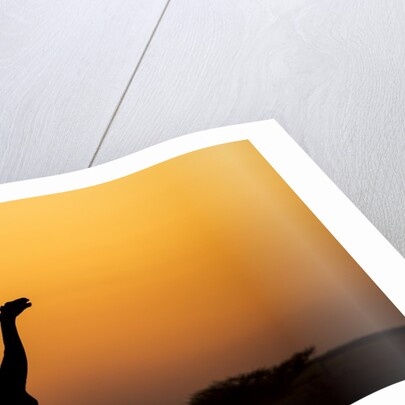 Giraffes, Nxai Pan National Park, Botswana by Anonymous