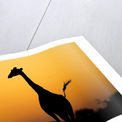 Giraffe, Nxai Pan National Park, Botswana by Anonymous