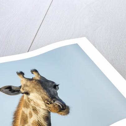 Giraffe, Moremi Game Reserve, Botswana by Anonymous