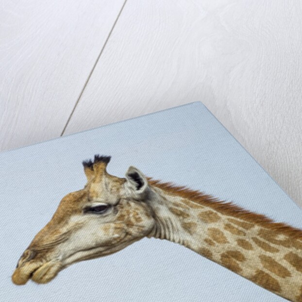 Giraffe, Moremi Game Reserve, Botswana by Anonymous