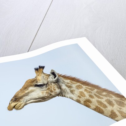 Giraffe, Moremi Game Reserve, Botswana by Anonymous