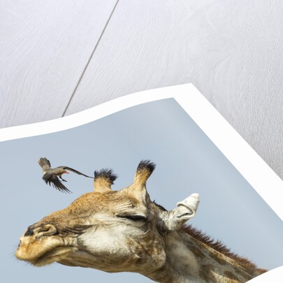 Giraffe and Pesky Bird, Moremi Game Reserve, Botswana by Anonymous
