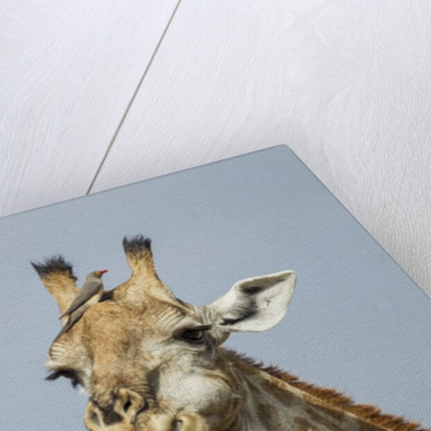 Giraffe and Red-Billed Oxpeckers, Moremi Game Reserve, Botswana by Anonymous