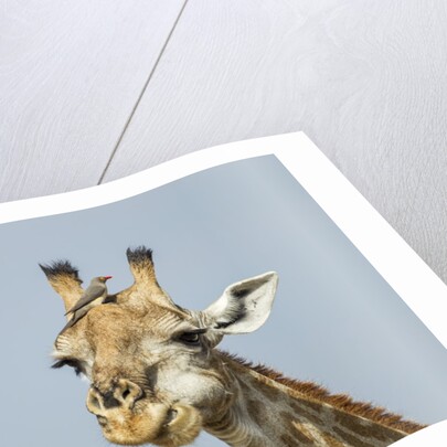 Giraffe and Red-Billed Oxpeckers, Moremi Game Reserve, Botswana by Anonymous