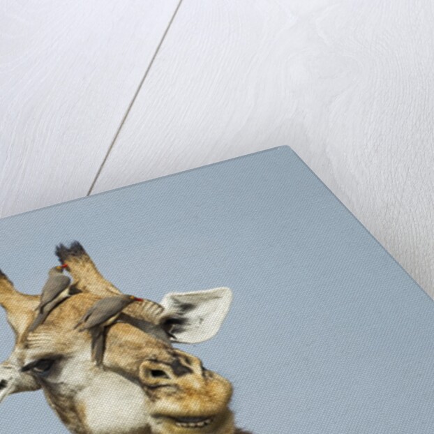 Giraffe and Red-Billed Oxpeckers, Moremi Game Reserve, Botswana by Anonymous