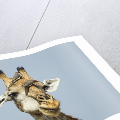 Giraffe and Red-Billed Oxpeckers, Moremi Game Reserve, Botswana by Anonymous