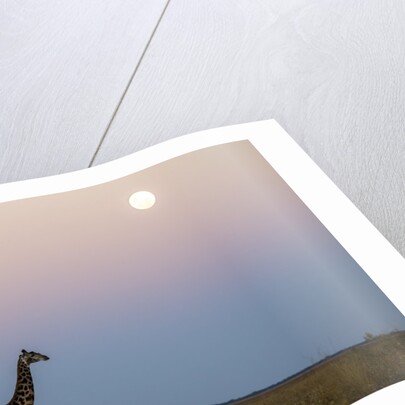 Giraffe and Moonrise, Chobe National Park, Botswana by Anonymous