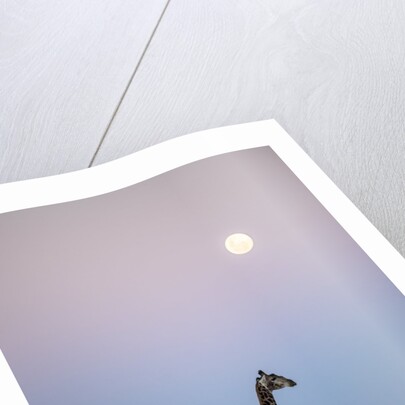 Giraffe and Moonrise, Chobe National Park, Botswana by Anonymous