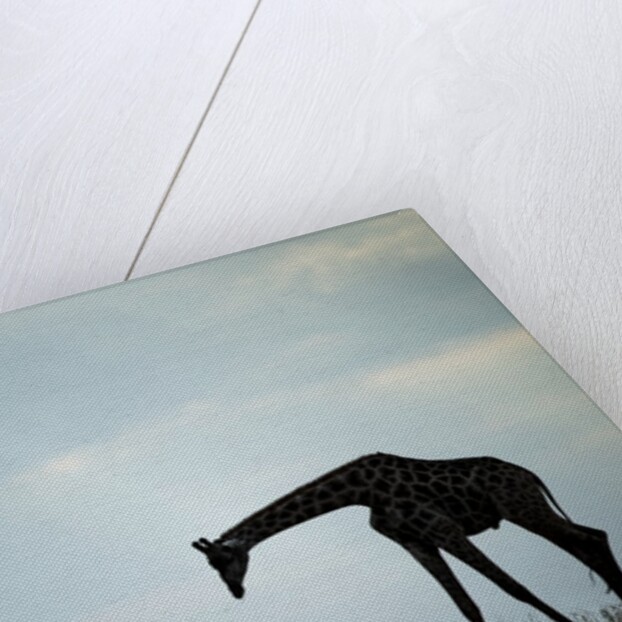 Giraffe along Chobe River, Chobe National Park, Botswana by Anonymous