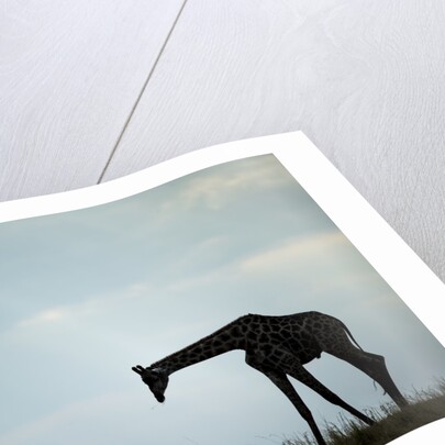 Giraffe along Chobe River, Chobe National Park, Botswana by Anonymous