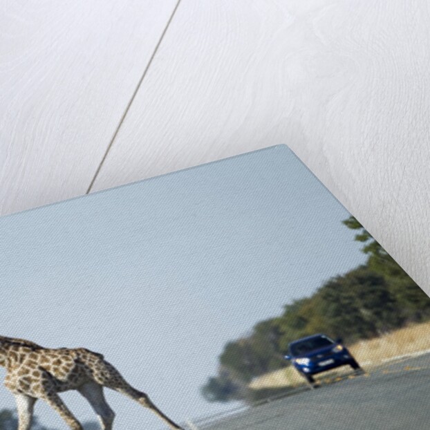 Giraffe Crossing Highway, Kasane, Botswana by Anonymous