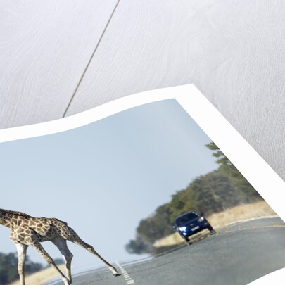 Giraffe Crossing Highway, Kasane, Botswana by Anonymous