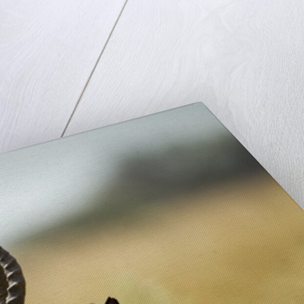 Impala Horns, Moremi Game Reserve, Botswana by Anonymous