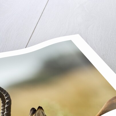 Impala Horns, Moremi Game Reserve, Botswana by Anonymous