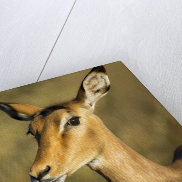 Impala, Moremi Game Reserve, Botswana by Anonymous
