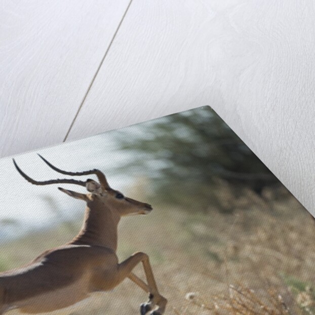 Leaping Impala, Moremi Game Reserve, Botswana by Anonymous