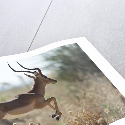Leaping Impala, Moremi Game Reserve, Botswana by Anonymous