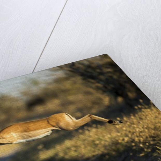 Leaping Impala, Moremi Game Reserve, Botswana by Anonymous