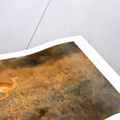 Leaping Impala, Moremi Game Reserve, Botswana by Anonymous