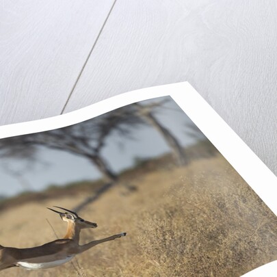 Leaping Impala, Moremi Game Reserve, Botswana by Anonymous