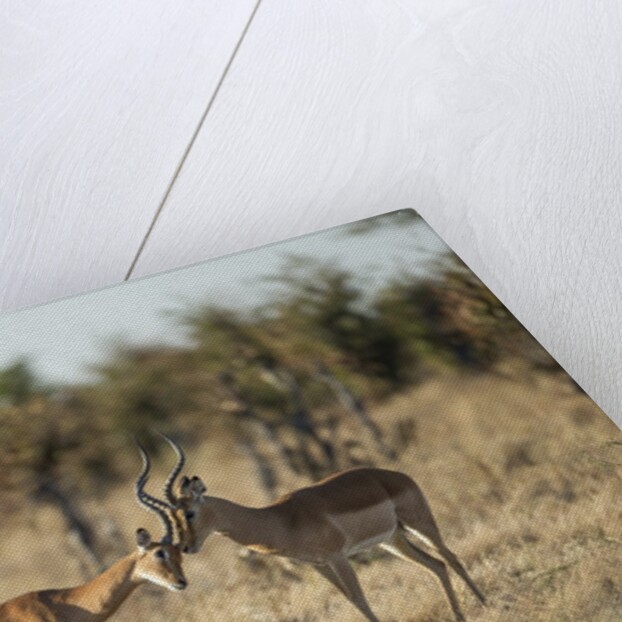 Male and Female Impala, Chobe National Park,Botswana by Anonymous