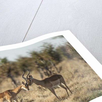 Male and Female Impala, Chobe National Park,Botswana by Anonymous