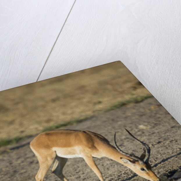 Male Impala Drinking, Chobe National Park,Botswana by Anonymous