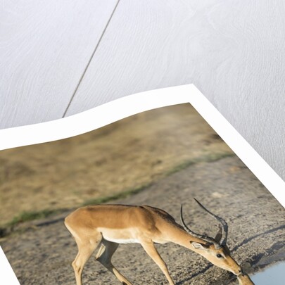 Male Impala Drinking, Chobe National Park,Botswana by Anonymous
