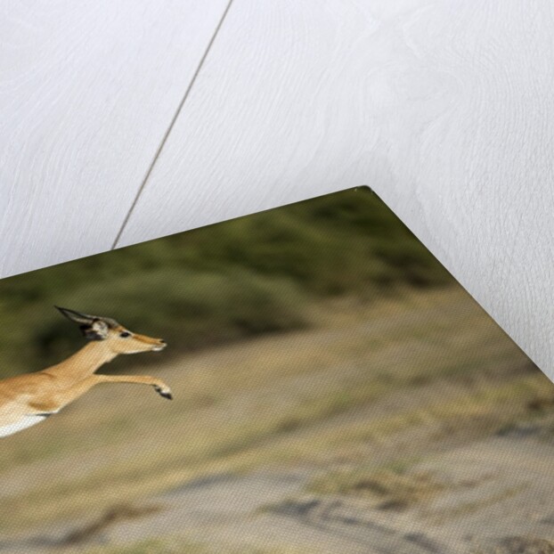 Leaping Impala, Chobe National Park, Botswana by Anonymous