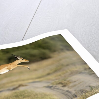 Leaping Impala, Chobe National Park, Botswana by Anonymous