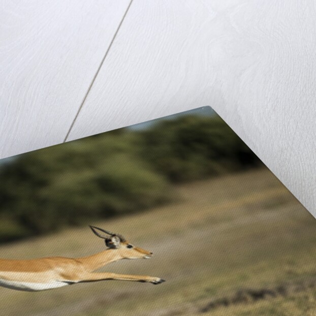 Leaping Impala, Chobe National Park, Botswana by Anonymous