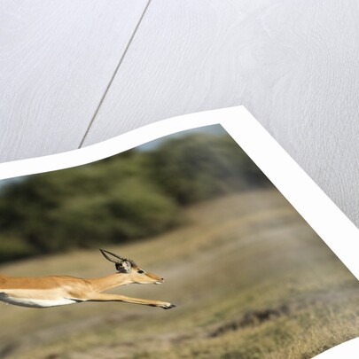 Leaping Impala, Chobe National Park, Botswana by Anonymous