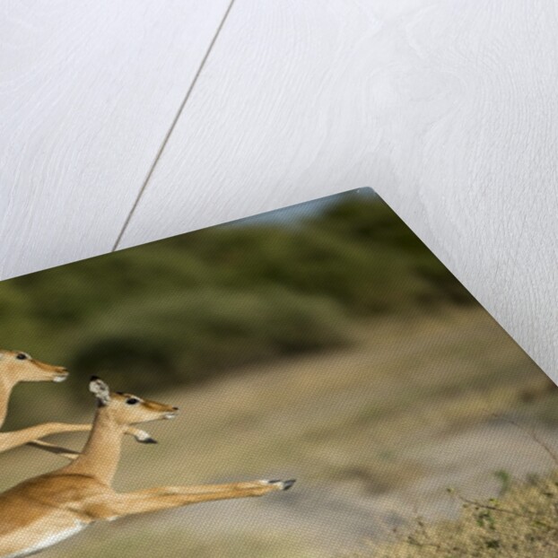 Leaping Impala, Chobe National Park, Botswana by Anonymous