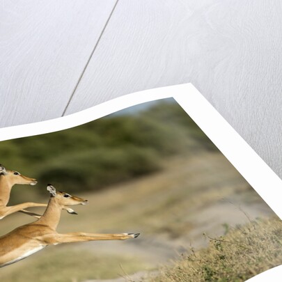 Leaping Impala, Chobe National Park, Botswana by Anonymous