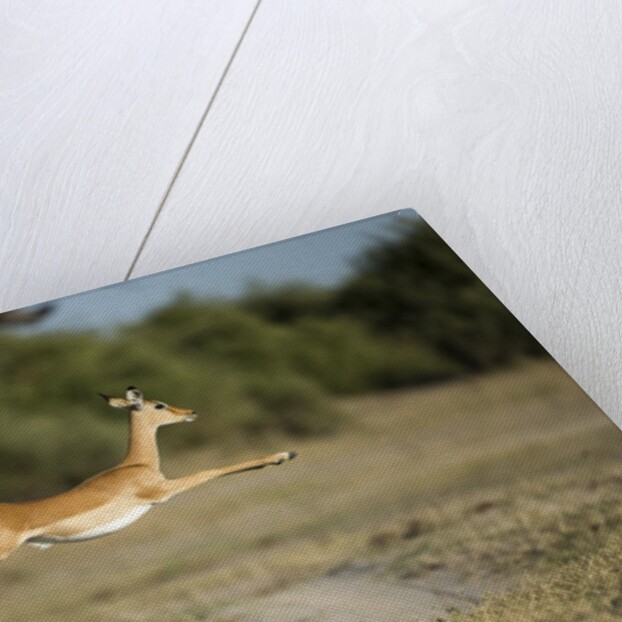 Leaping Impala, Chobe National Park, Botswana by Anonymous