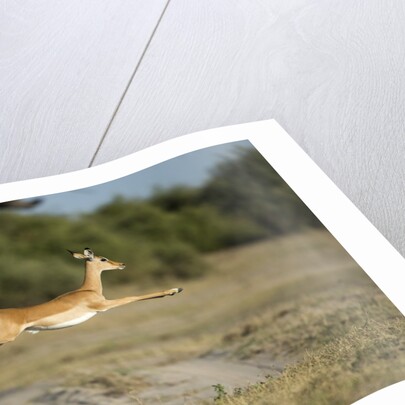 Leaping Impala, Chobe National Park, Botswana by Anonymous