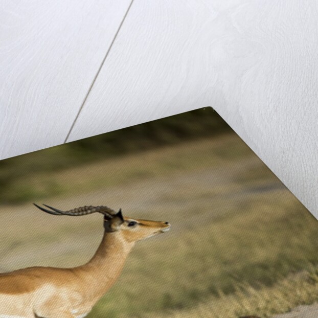 Running Impala, Moremi Game Reserve, Botswana by Anonymous